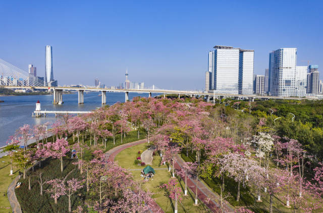 大灣區動能哪里來？四大平臺亮出“成績單”